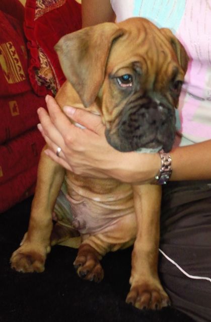 Super süße Boxerwelpen - Rassehunde Boxer - Oranienburg