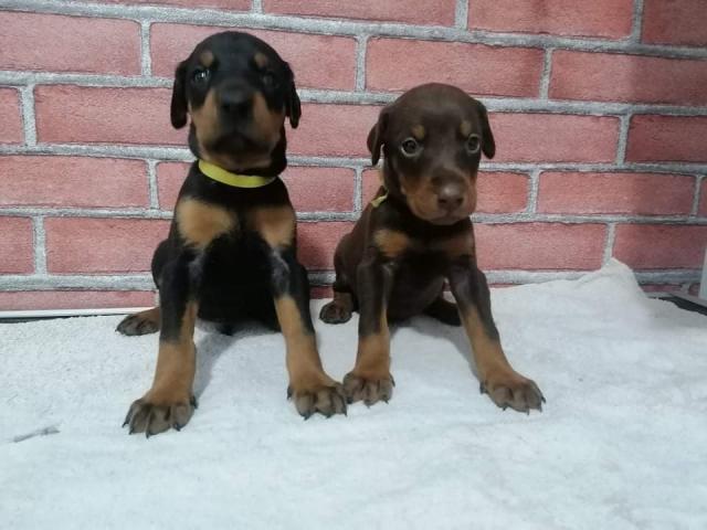 Dobermann welpen in Schwarz und Braun  - Rassehunde Dobermann - Berlin 
