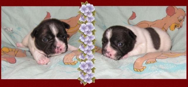 Französische Bulldoggen Puppies - Rassehunde Franzoesische Bulldogge - ulrichstein