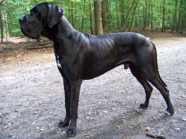 Deckrüde: Wizzard vom Mephisto - Rassehunde Dogge - Ahrensfelde b. Berlin