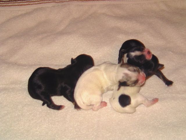 Chihuahua Welpen  - Rassehunde Chihuahua - feilbingert