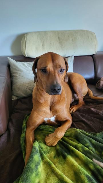 Deckrüde, Rhodesien Ridgeback - Rassehunde Rhodesian Ridgeback - Hamburg