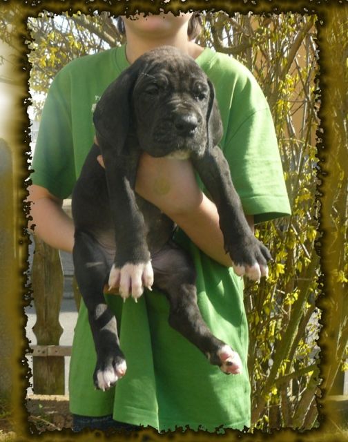 Deutsche Doggen Welpen VDH - Rassehunde Dogge - Klingelbach