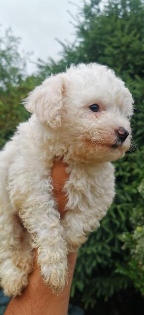 Bobo Suche nach neuem Zuhause - Rassehunde Malteser - Julich