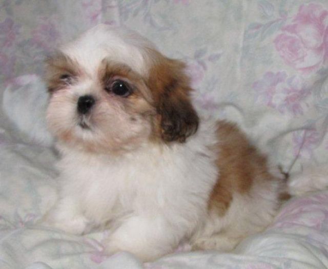 Shih Tzu Welpen par excellence - Rassehunde Shih Tzu - frankfurt