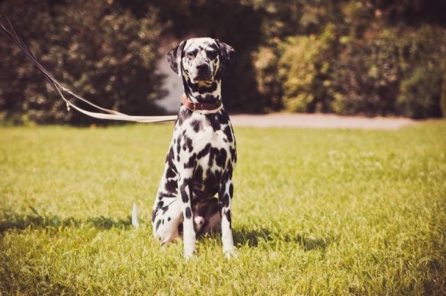 Dalmatiner, Dalmatinerrüde, Rüde, 3Jährig zu Vermitteln - Rassehunde Dalmatiner - Havelberg