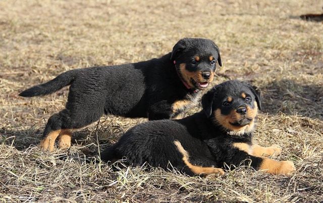 Schöne Weihnachten Rottweiler welpen - Rassehunde Rottweiler - München 