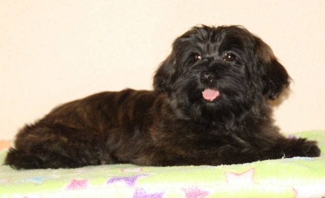 Havaneserwelpen suchen absofort liebe Kuschelopfer - Rassehunde Havaneser - Eisenberg
