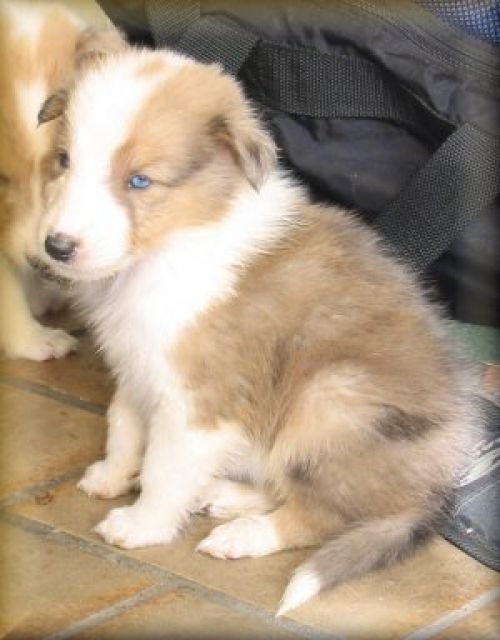Colliewelpen suchen ein liebevolles Zuhause - Rassehunde Collie - Paderborn