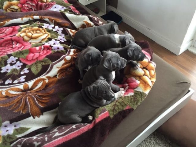 American Pitbull Terrier Blue-Line Welpen - Rassehunde Pit Bull - Matzendorf