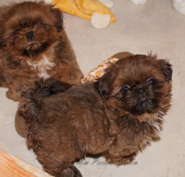 Muffin Shih Tzu Rüde - Rassehunde Shih Tzu - Feldatal