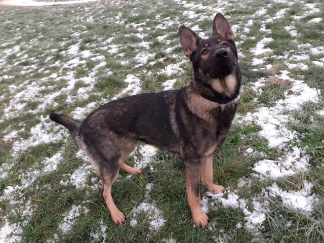 Dt. Schäferhund, Rüde, 10 Monate Alt - Rassehunde Schaeferhund - zeilarn