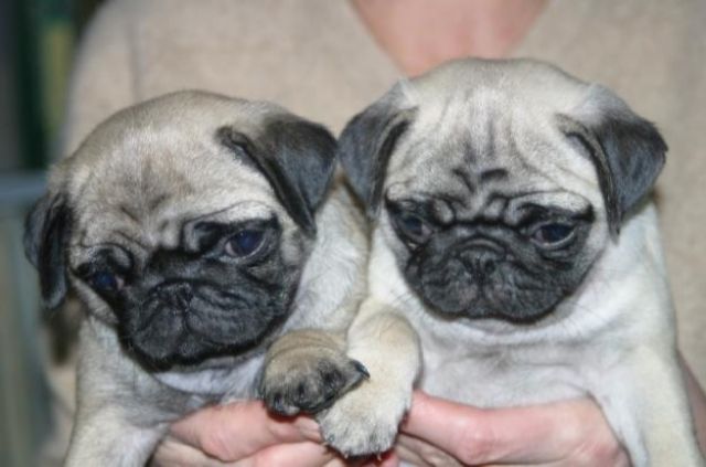 Mops welpen - Rassehunde Mops - München