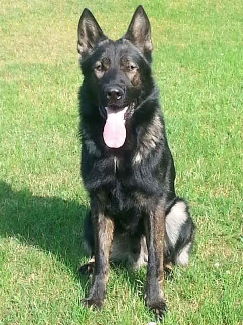 Dunkelgrauer DSH-Rüde - Rassehunde Schaeferhund - Berlin