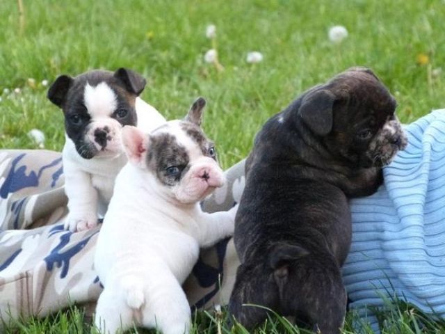 Französische Bulldogge Welpen mit Papiere - Rassehunde Franzoesische Bulldogge - Jesteburg