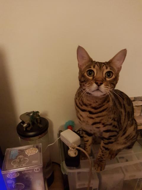 Suche nach kleinem Welpen, als Freund/in für meinen HUNDE LIEBENDEN Bengal Kater - Mischlinge - Linz 