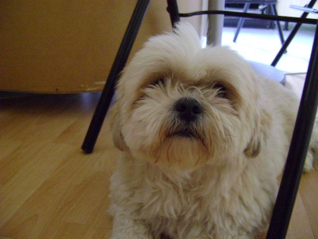 ShiTzu Rüde zu verschenken  - Rassehunde Shih Tzu - Tremmen 