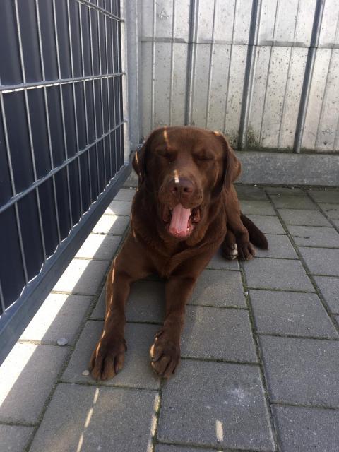 Deckrüde Labrador Schokobraun  - Deckanzeigen - Binswangen