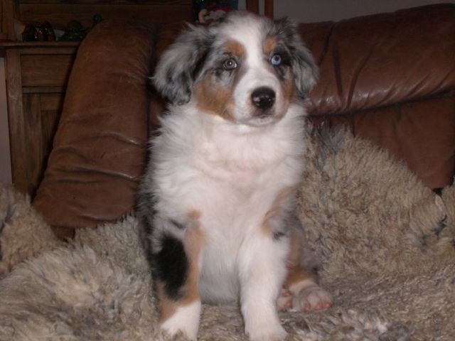 Australian Shepherd Welpe mit Papieren IGRD - Rassehunde Australian Shepherd - Modautal