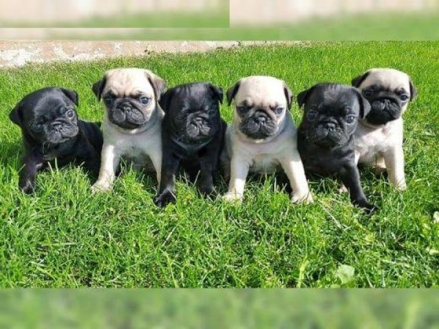 Wunderschönen Mops welpen - Rassehunde Mops - 78532 Tuttlingen