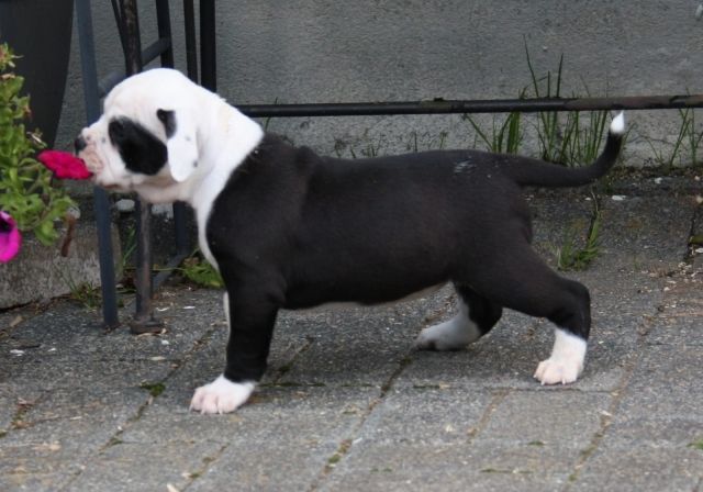Englische Bulldogge mit Papiere - Rassehunde Bulldog - Mödling
