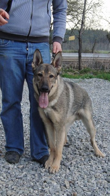 Junger Rüde zu verkaufen DSH - Rassehunde Schaeferhund - Sigmaringen