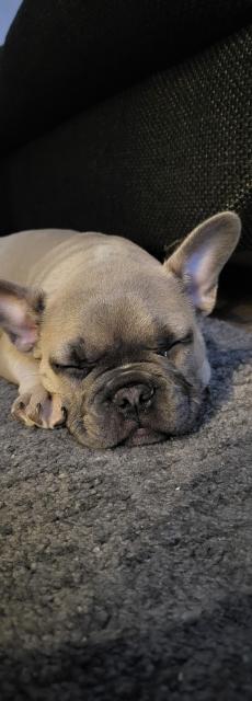 Französische Bulldogge  - Rassehunde Bulldog - Bandelin