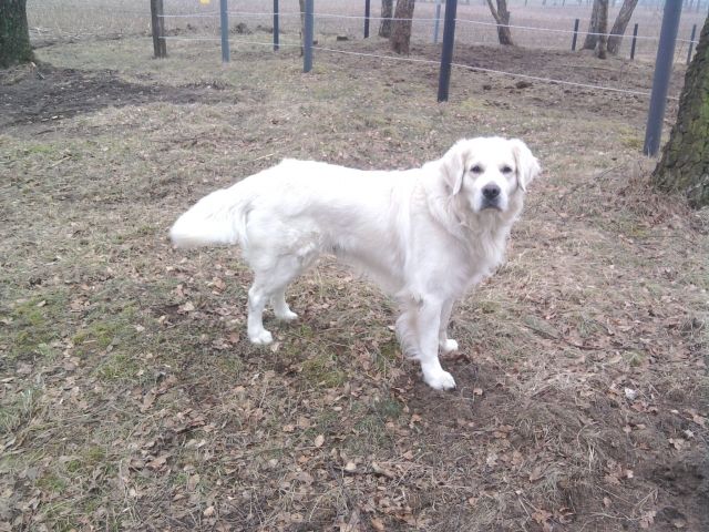 Kuvasz / Golden Retriever Mix als Deckrüde - Deckanzeigen - Bottrop