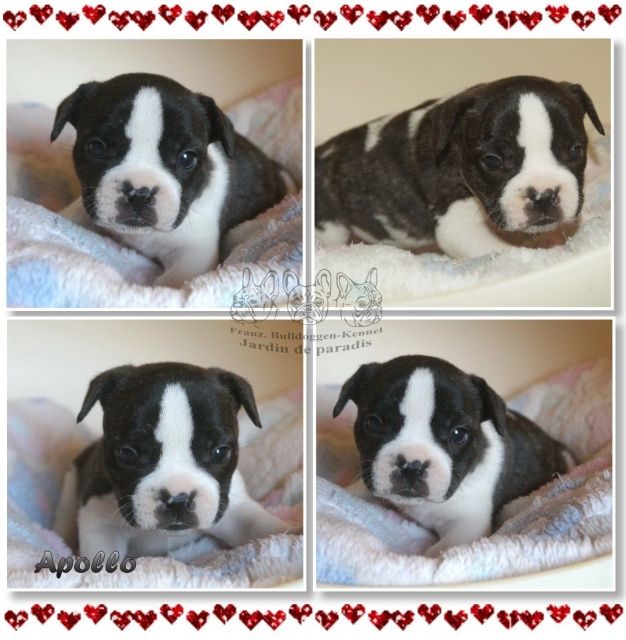 Gesunde Französische Bulldoggen Welpen mit deutscher Ahnentafel - Rassehunde Franzoesische Bulldogge - frankfurt