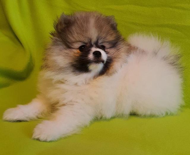 Super Pomeranian Zwergspitz-Teddywelpe - Rassehunde Spitz - Hasselfelde