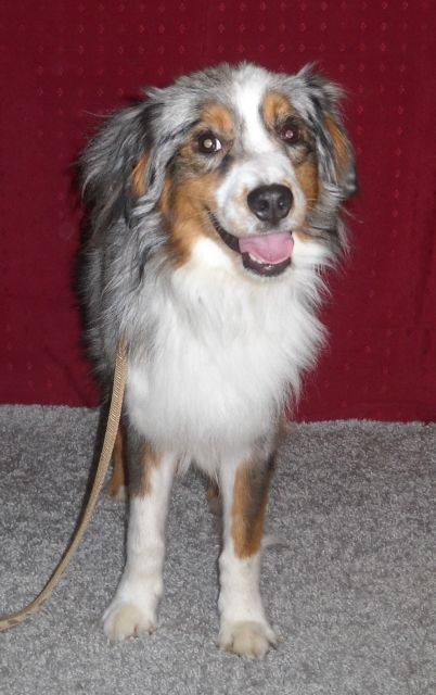 Mini Aussie Zucht - All Northern Star - Rassehunde Australian Shepherd - Sterup