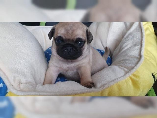 Liebevoller Mops Welpen für Ihre wunderbare Familie - Rassehunde Mops - Dortmund