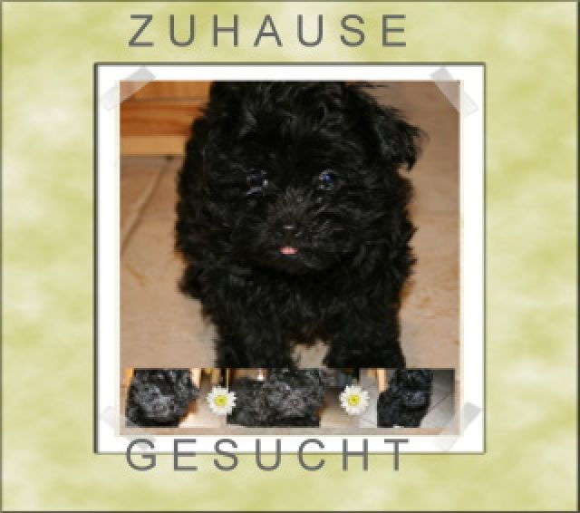 Nur noch 1 zuckersüßer Bolonka Zwetna Rüde sucht neues Heim - Rassehunde Bolonka Zwetna - Lalendorf