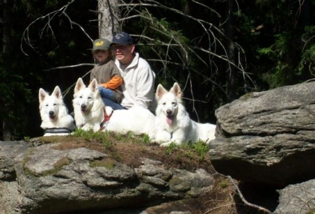 Weisse Schäferhunde Welpen - Rassehunde Weisser Schweizer Schaeferhund - Üxheim