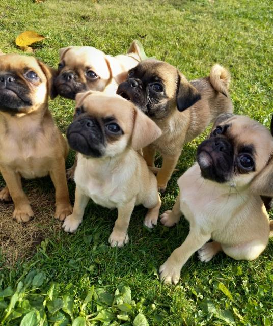 Mopswelpen suchen ein Zuhause - Rassehunde Mops - Blankenfelde-Mahlow
