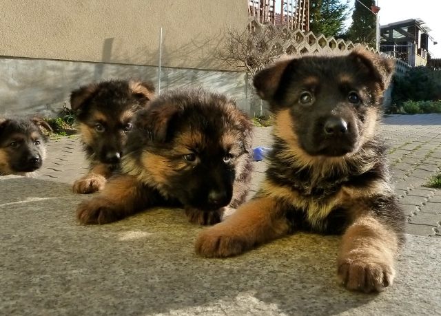 Schäferhundwelpen - Rassehunde Schaeferhund - Borna OT Zedtlitz