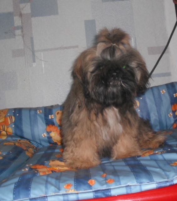 Shih tzu Junghündinnen - Rassehunde Shih Tzu - dessau