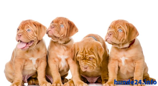 Zwingerhaftpflichtversicherung - Hunde Zubehoer - Berlin