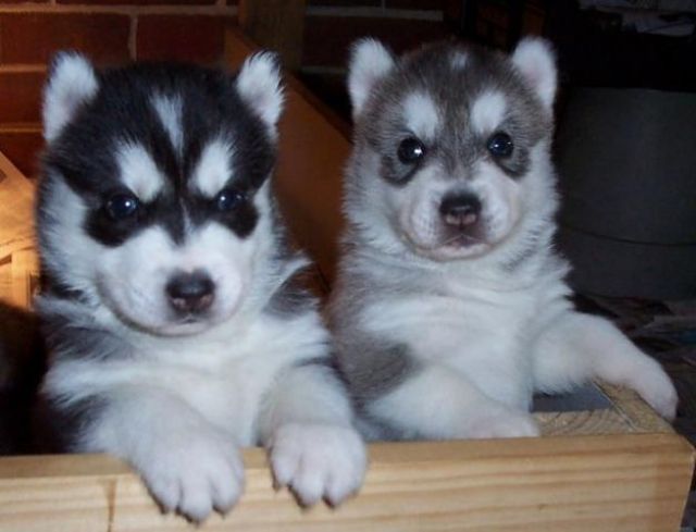 Sibirische Huskywelpen - Rassehunde Husky - duseldorf
