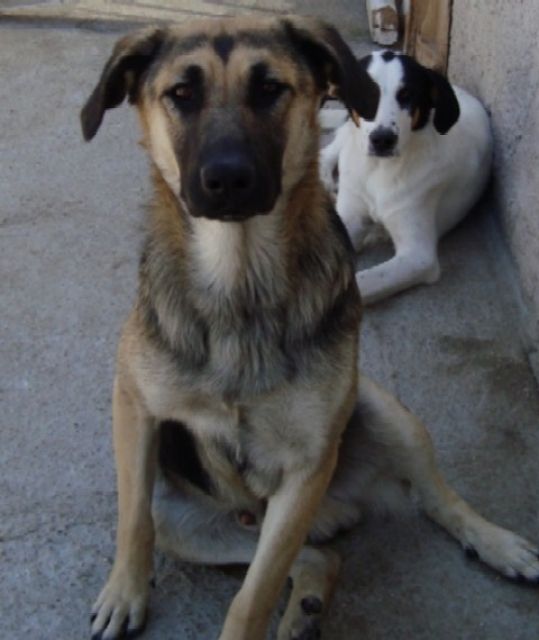 Fritsi frisste seine letzten 2 Jahre an 1,50m Kette- Griechenland - Rassehunde Schaeferhund - Heidelberg
