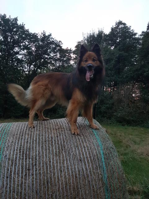 Harzer Fuchs Deckanzeige- kein Verkauf  - Deckanzeigen - Gransee