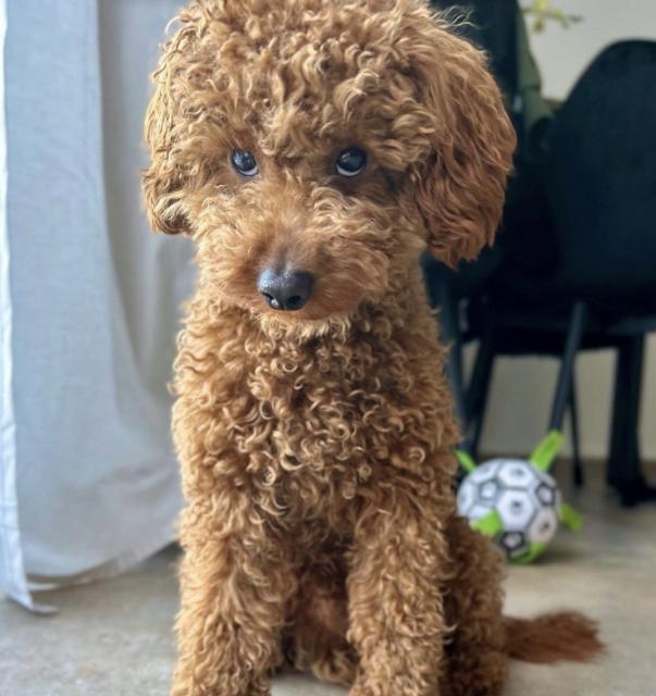 Ref toypudel zum decken mit erfahrung  - Deckanzeigen - Frickenhausen