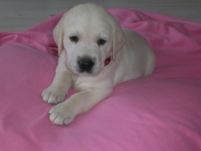 Süße fast 8 Wochen junge Welpen Labrador / Golden Retriever in Creme Weiß - Rassehunde Labrador - berlin