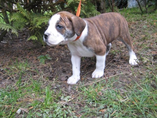 Englische Bulldogwelpen Suchen Sofaplatz mit lebenslanger Vollverpflegung - Rassehunde Bulldog - Wiener Neustadt