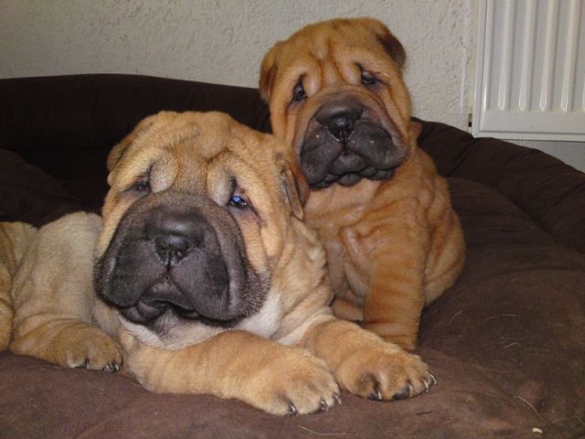 kräftige faltige Shar Pei Welpen