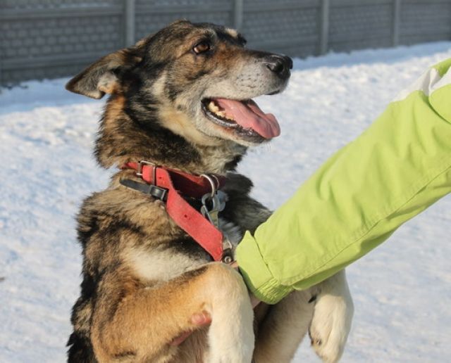 KARUS ist ein ganz lieber, der in Polen keine Chance mehr hat - Rassehunde Schaeferhund - Heidelberg