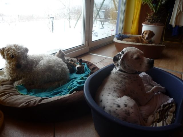 Biete liebev.Hundebetreuung ohne Zwinger - Hundesitter - Freystadt