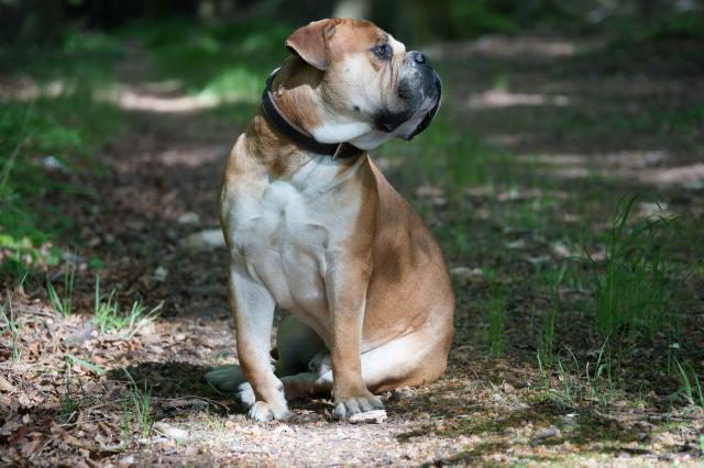 Altenglische Bulldogge Bullmastiff Mischling - Deckanzeigen - Marlow 