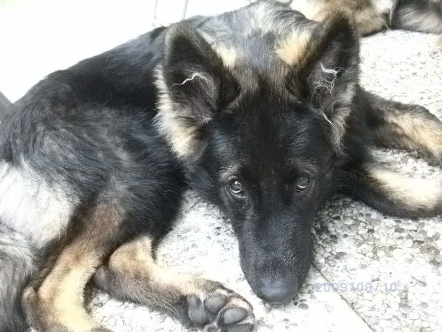 Schöner Altdeutscher Schäferhund, 7 Monate sucht Sie - Rassehunde Schaeferhund - Nussdorf