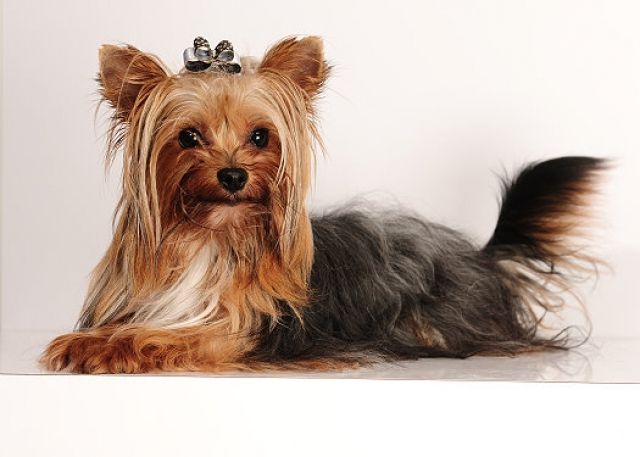 Yorkshire Terrier super mini Deckrüde black and tan sucht nettes Gegenstück - Deckanzeigen - Stolberg